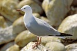 Beautiful seabird Hartlaub´s gull