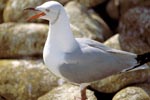 Hartlaub´s gull on Dyer Island