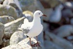 Hartlaub´s gull in rocky terrain