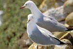 Two Hartlaub´s gulls on Dyer Island