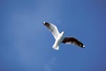 Hartlaub´s gull over the South Atlantic Ocean