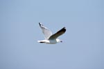 Hartlaub´s gull on the way to Dyer Island