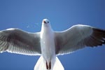 Hartlaub´s gull from below