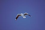 Hartlaub´s gull on blue sky