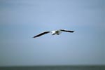 Hartlaub´s gull looking for prey