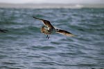 Flying young Kelp gull