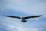 Young Kelb gull (Larus dominicanus)