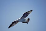 Flying young Kelb gull (Larus dominicanus)