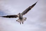 Flying Kelp gulls are skilled hunters