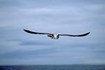 Flying young Kelp gull (Larus dominicanus)