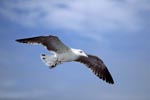 Flying young Kelp gull (Larus dominicanus)
