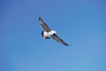 Flying Young Kelp gull (Larus dominicanus)