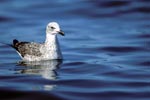 Young Kelp gull swimming