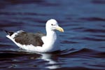Kelb gull swims on the sea