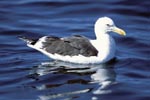 Swimming Kelp gull 