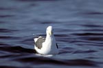 Kelp gull (Larus dominicanus)