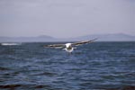 Kelp gull glides over the sea