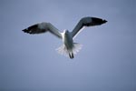 Kelp gull flying over the sea