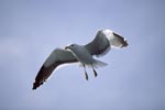 Flying Kelp gull 