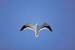 Observing Flying Kelp gull