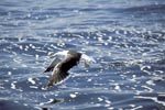 Kelp gull over troubled sea