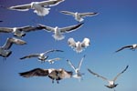 Flying Kelp gulls 