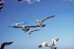 Fish waste attractsKelp gulls 
