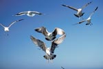 Kelp gulls in flight