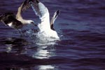 Kelp gulls plunge into prey