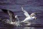 Kelp gulls fight for fish remains