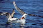 Kelp gulls compete for prey