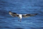Flying young Kelp gull