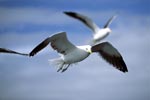 Flying Kelp gulls (Larus dominicanus)
