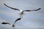 Flying Kelp gulls 