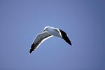 Kelb gull in flight