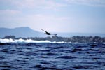 Subantarctic Skua over the waves