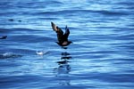 Subantarctic Skua starts on the water