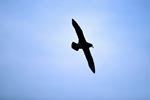Flying White chinned Petrel