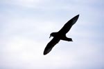 White chinned Petrel in the sky in front of Dyer Island