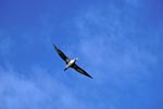 Flying Morus capensis (Morus capensis)