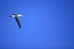 Flying Cape Gannet (Morus capensis)