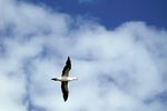 Flying Cape Gannetl (Morus capensis) 