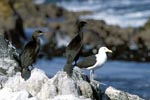 Bank Cormorants and Kelb gull