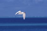 Red-tailed tropicbird over the sea
