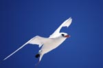 Red-tailed tropicbird on the midway sky