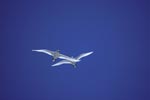 Flying Red-tailed tropicbirds