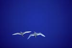 flying-red-tailed-tropicbirds
