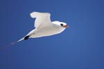 Red-tailed tropicbird in flight