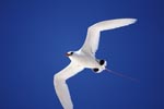Red-tailed Tropicbird on the deep blue midway sky