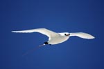 Red-tailed Tropicbird in the gliding flight